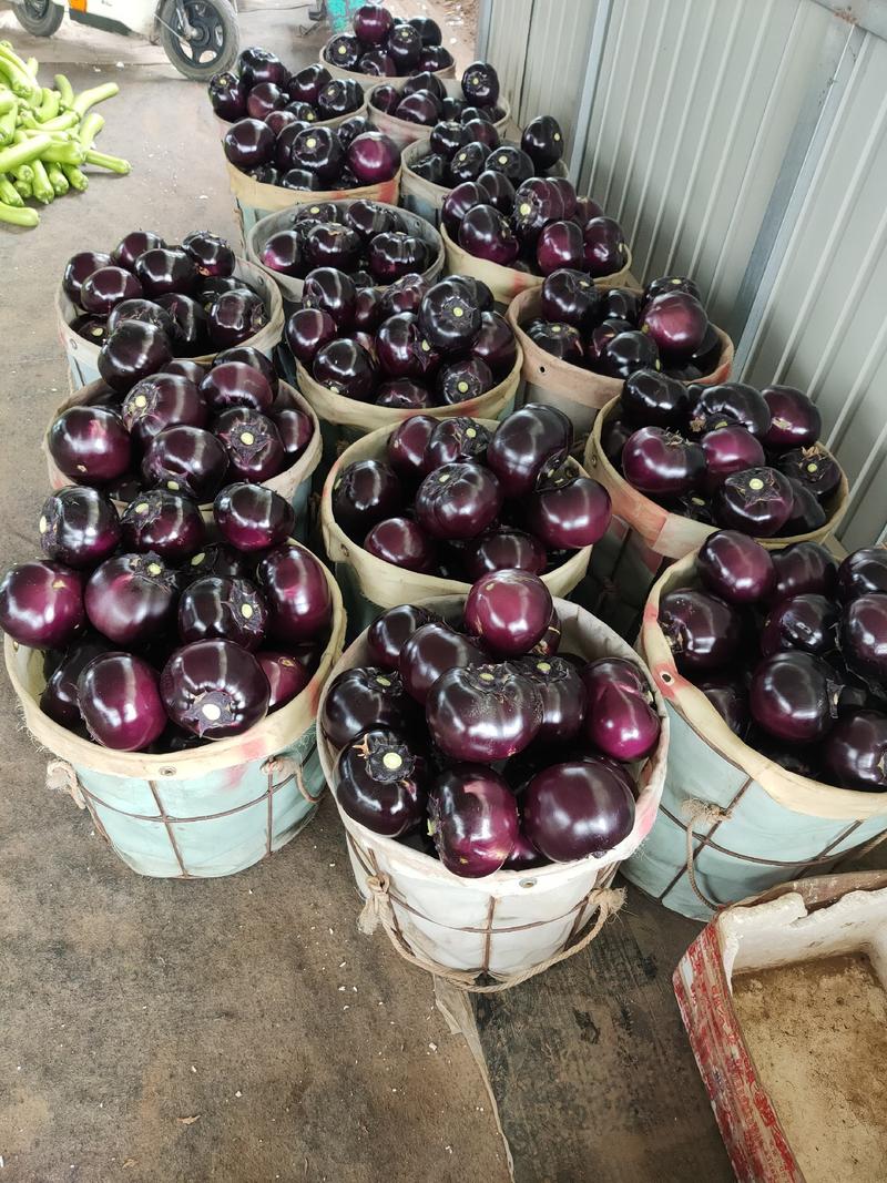 山东省青州市常年代收代办圆茄