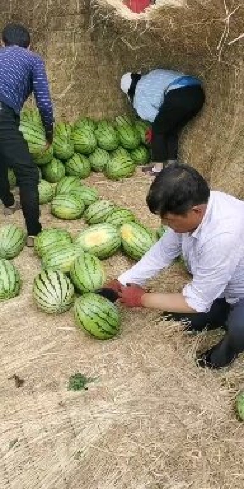 陕西省榆林市定边县白泥井镇金花一号西瓜大量有货