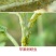 力作中农立华氟啶.啶虫脒桃树蚜虫药内吸蚜虫农药杀虫剂