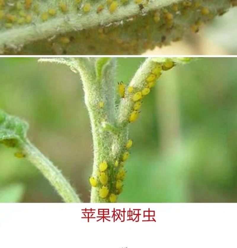 力作中农立华氟啶.啶虫脒桃树蚜虫药内吸蚜虫农药杀虫剂