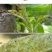 力作中农立华氟啶.啶虫脒桃树蚜虫药内吸蚜虫农药杀虫剂