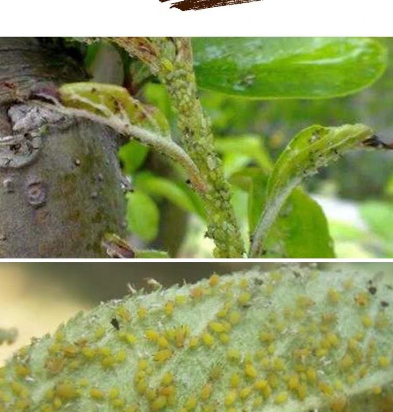 力作中农立华氟啶.啶虫脒桃树蚜虫药内吸蚜虫农药杀虫剂
