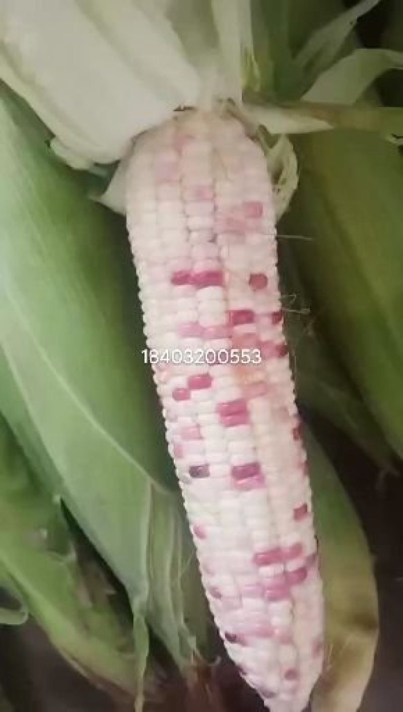 水果玉米，花粒和白粒两种！