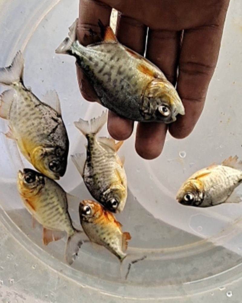 淡水白鲳鱼苗，良种快大优质苗种技术指导养殖规划