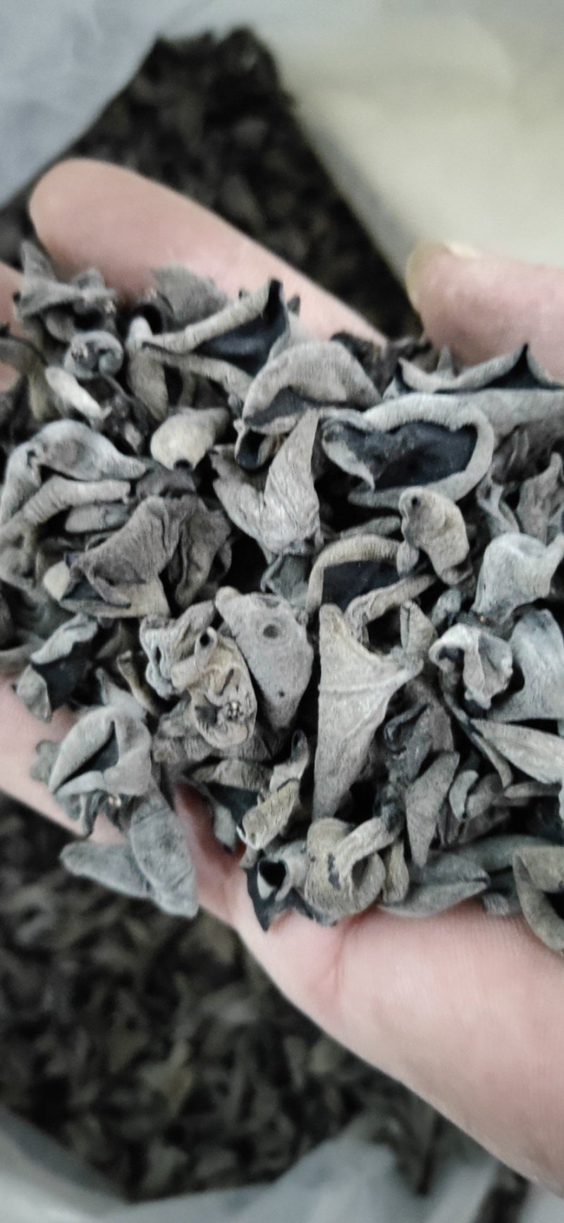 东北秋耳，秋耳，木耳，云耳，各种型号