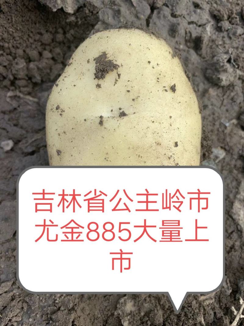 尤金885土豆3两以上土豆种植基地直发大量出售