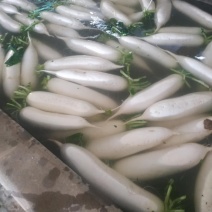 高山精品蔬菜系列之萝卜