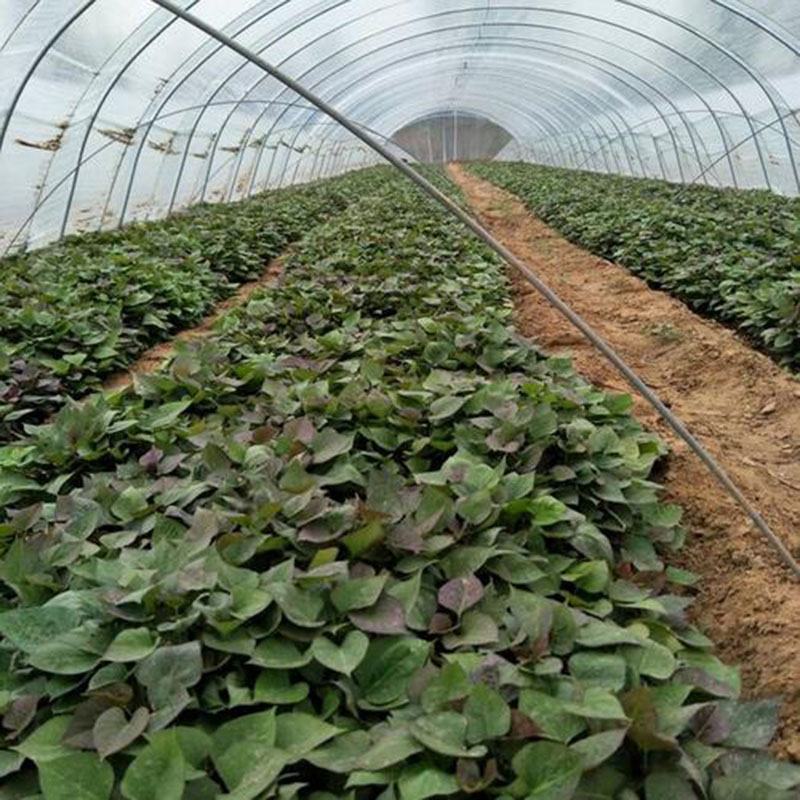 烟薯25号红薯山东沙地烟蜜薯烤地瓜烤专用产地一件代发