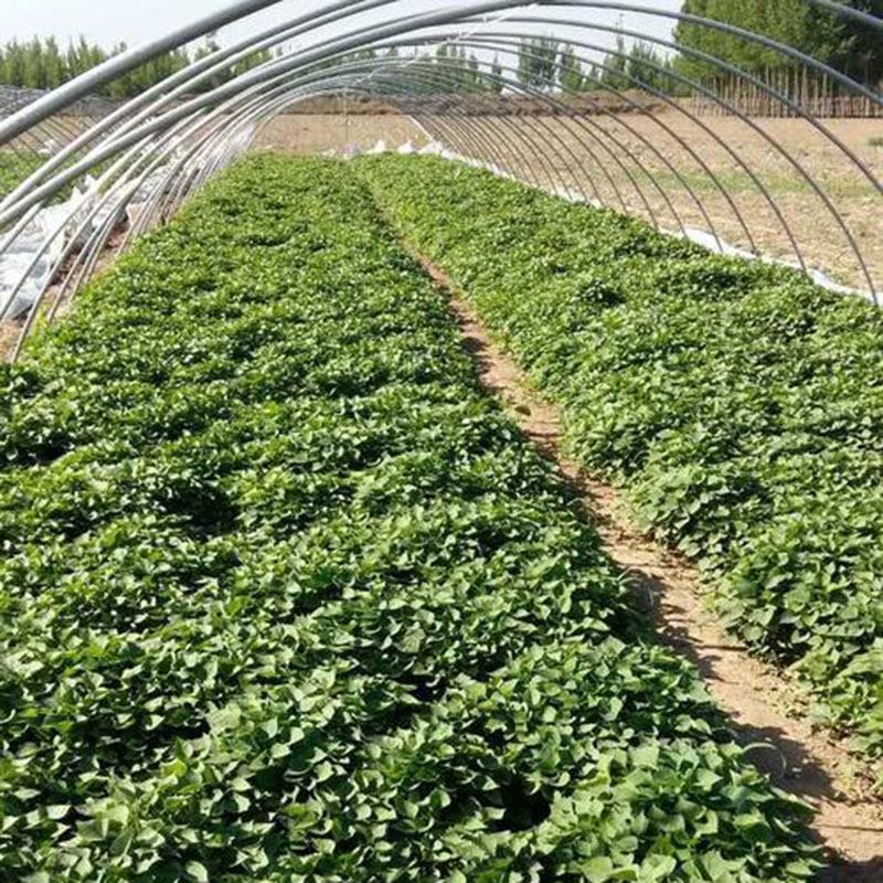 烟薯25号红薯山东沙地烟蜜薯烤地瓜烤专用产地一件代发