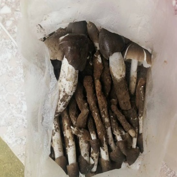 云南高山野生鸡枞错过需要在等一年