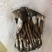 云南高山野生鸡枞错过需要在等一年