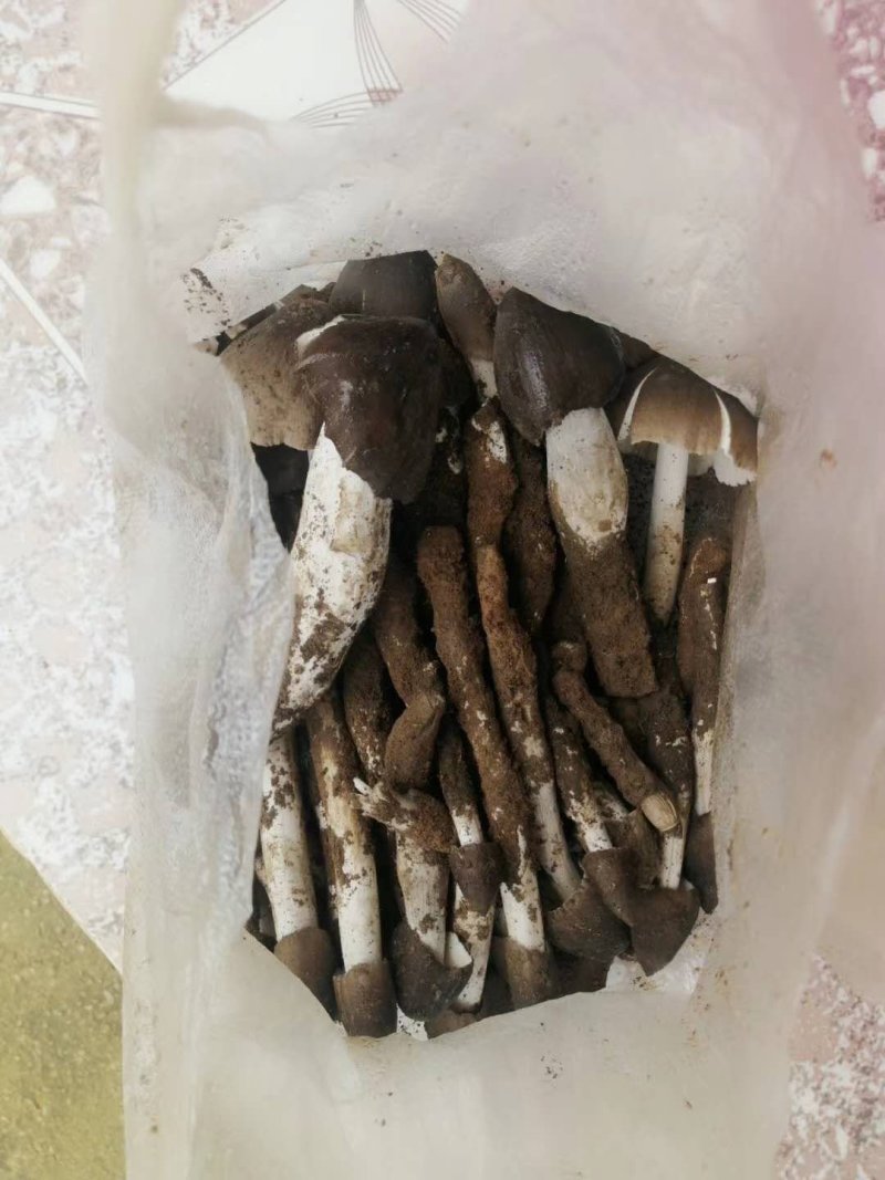 云南高山野生鸡枞错过需要在等一年