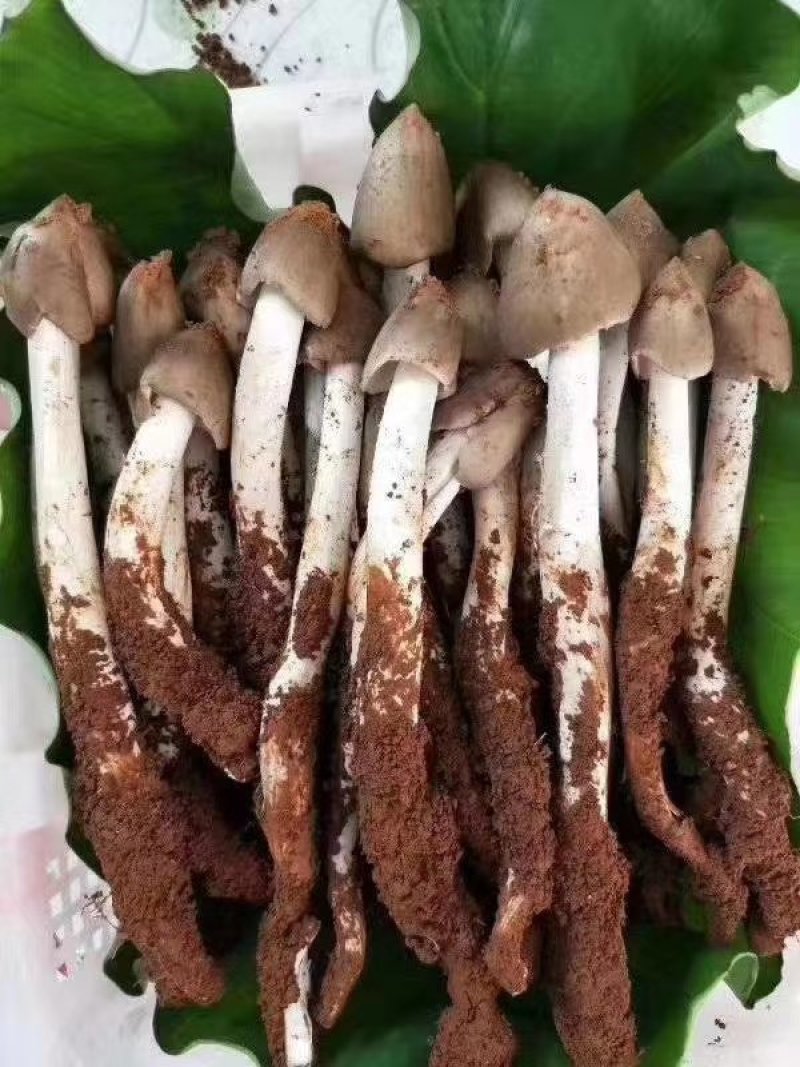 云南高山野生鸡枞错过需要在等一年