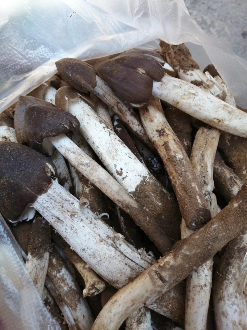 云南高山野生鸡枞错过需要在等一年