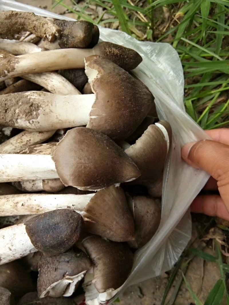 云南高山野生鸡枞错过需要在等一年
