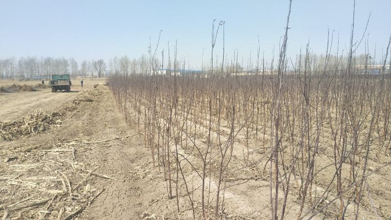 国槐苗地栽苗80cm以上