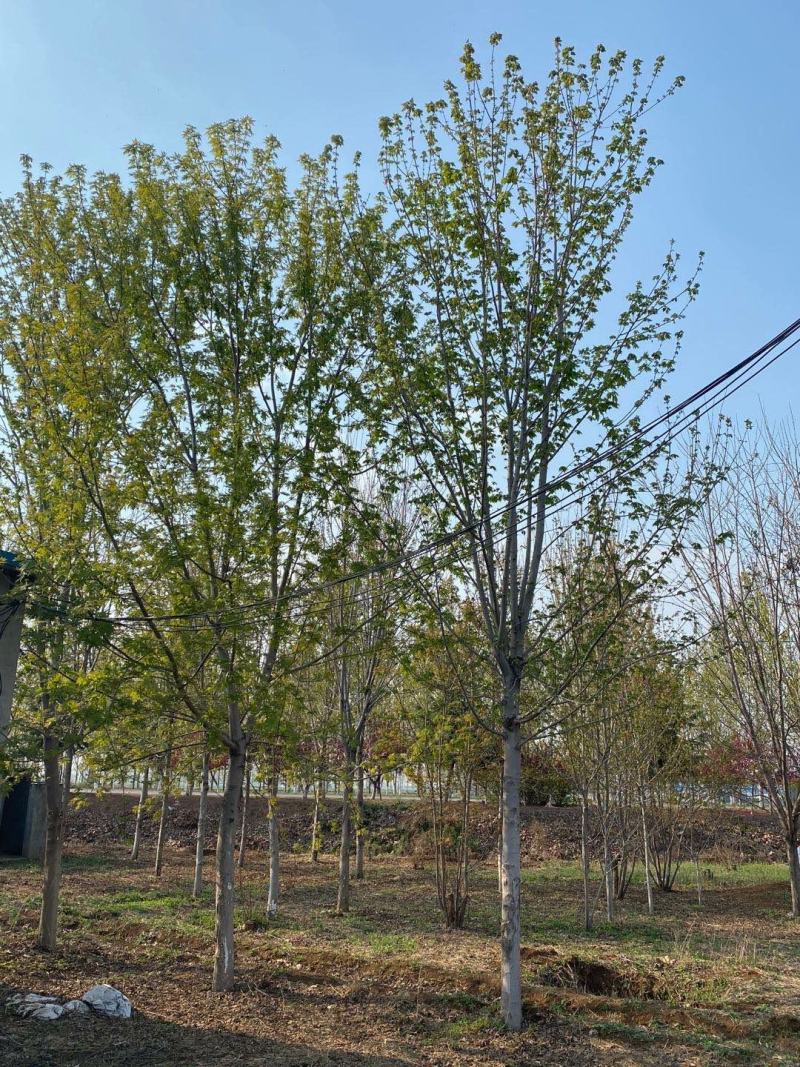 国槐苗地栽苗80cm以上
