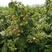 黄树莓苗。吉林基地直发。品种保纯度。需要的联系。量大优惠