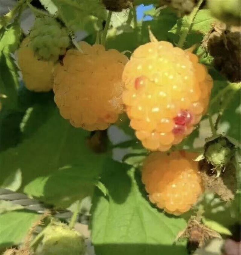 黄树莓苗。吉林基地直发。品种保纯度。需要的联系。量大优惠