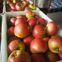 山西临猗水果基地美八苹果大量上市，欢迎各采购商，电商平台