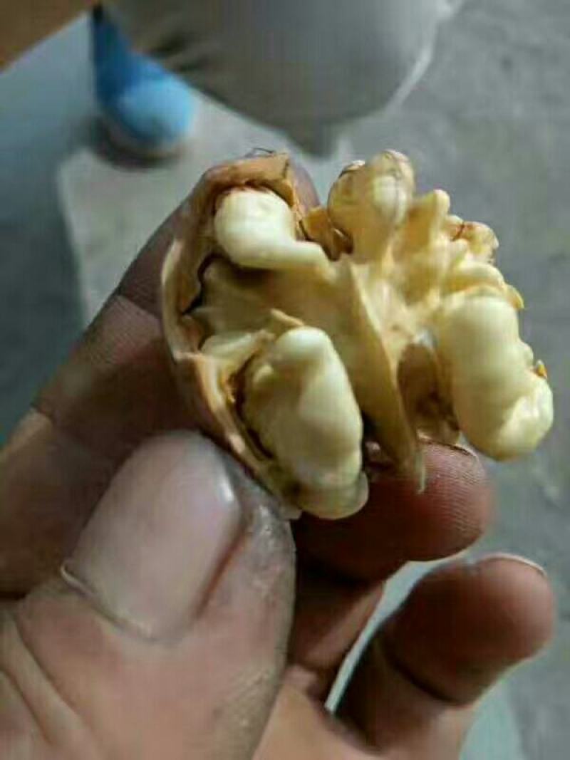 青皮核桃价格青皮核桃产地青皮核桃基地