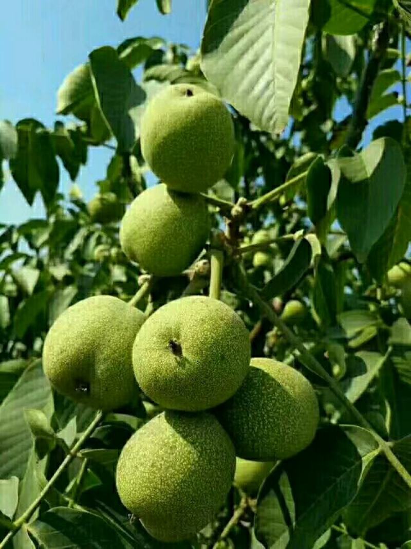 青皮核桃价格青皮核桃产地青皮核桃基地