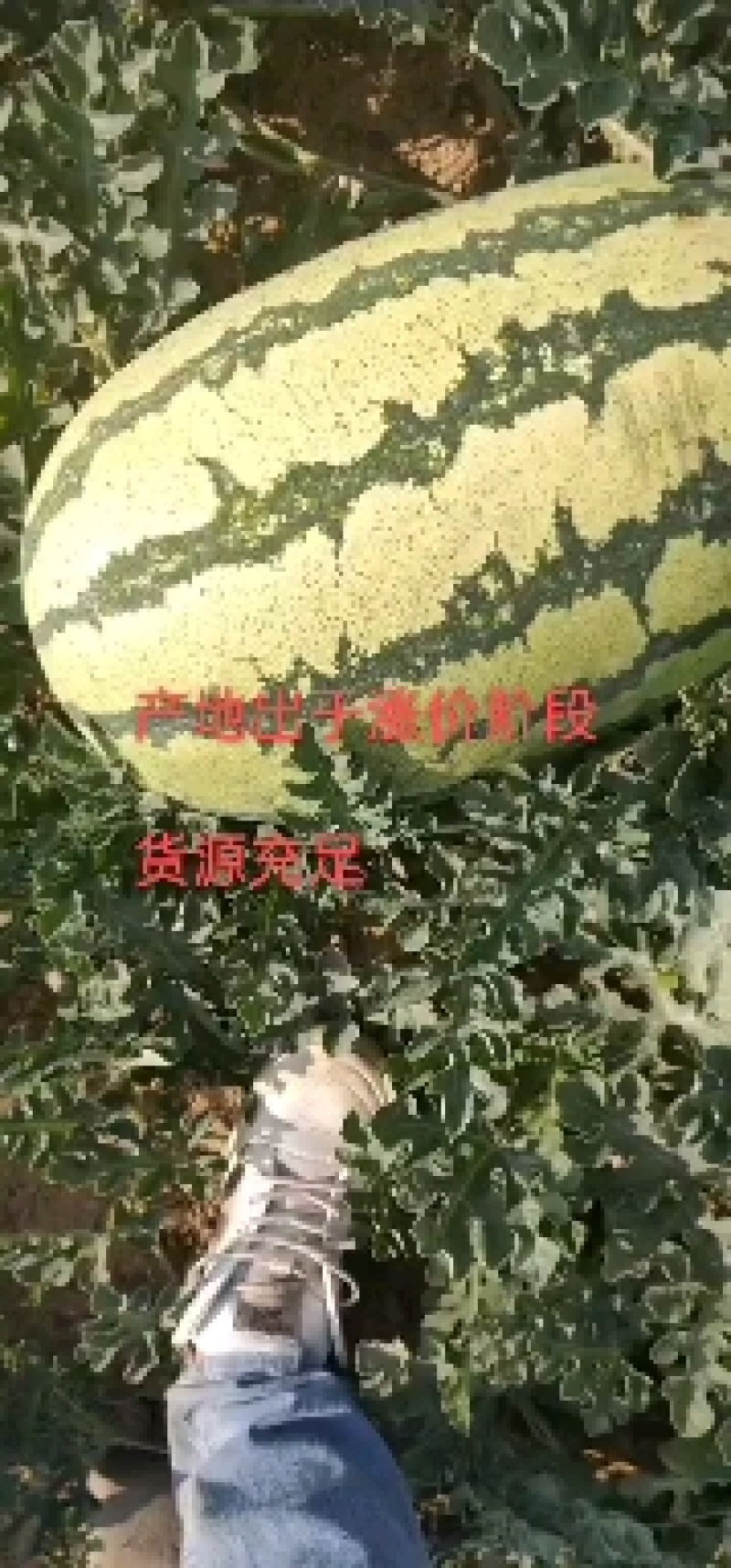 【热卖】宁夏正宗金城5号西瓜量大优惠欢迎视频看货来电选购