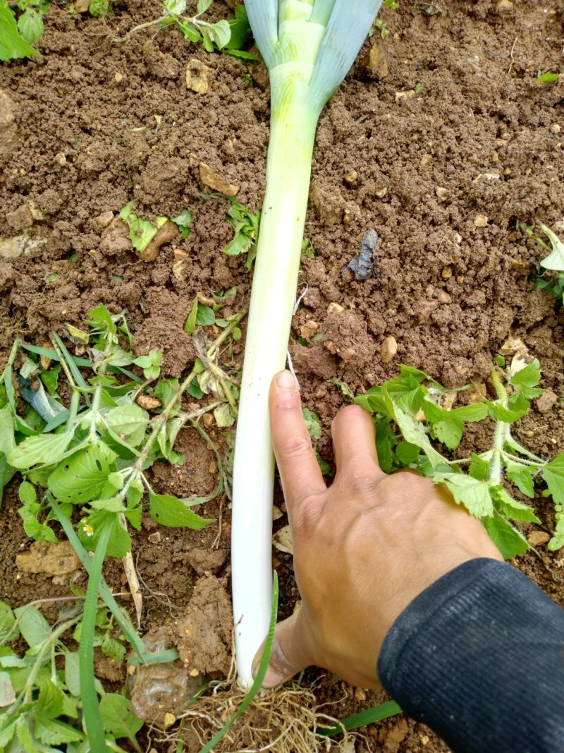 铁杆大葱大量上市中