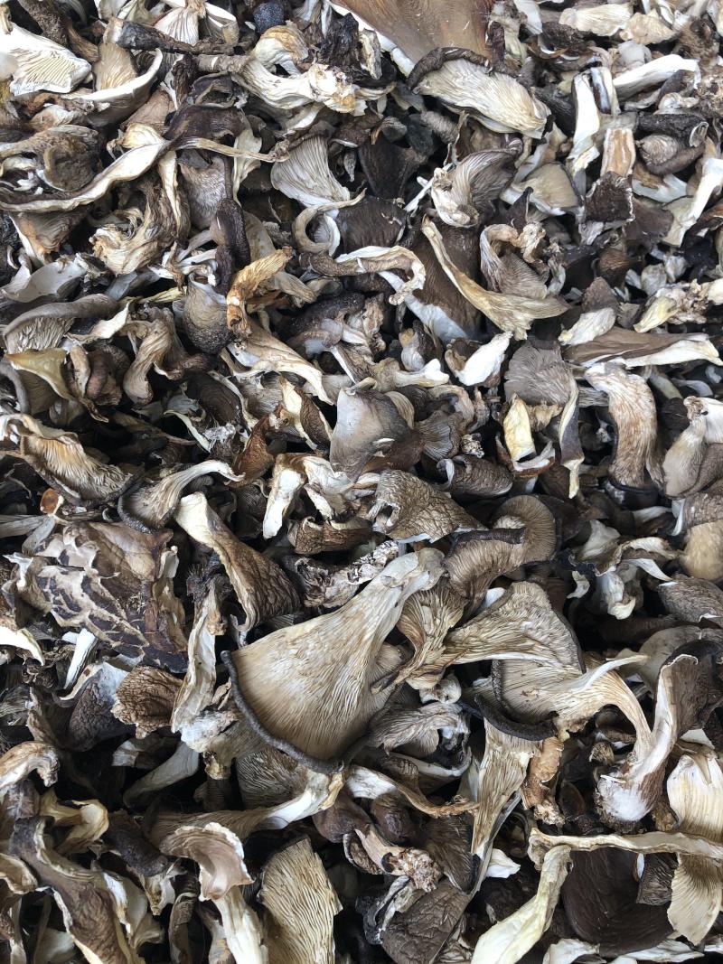 干平菇平菇条云南食用菌批发平菇菌