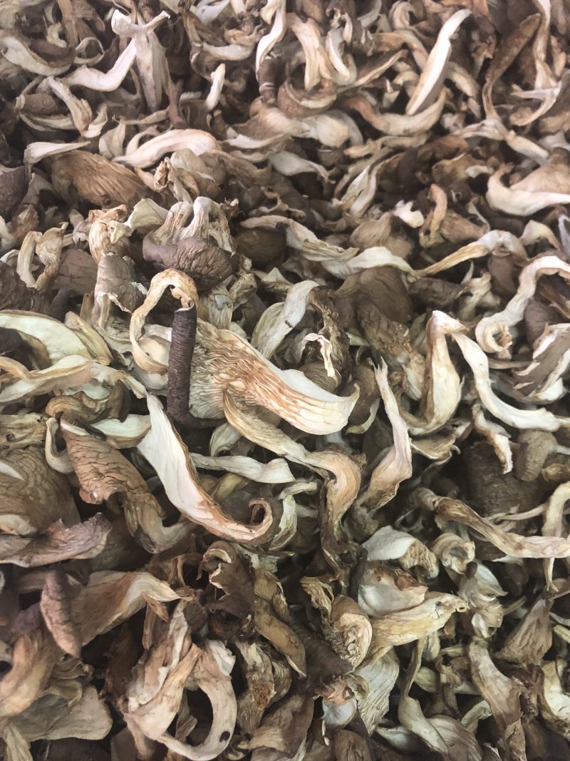 干平菇平菇条云南食用菌批发平菇菌