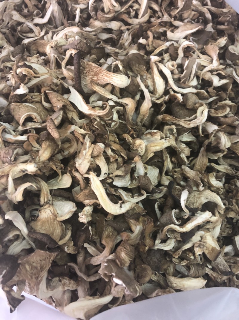 干平菇平菇条云南食用菌批发平菇菌