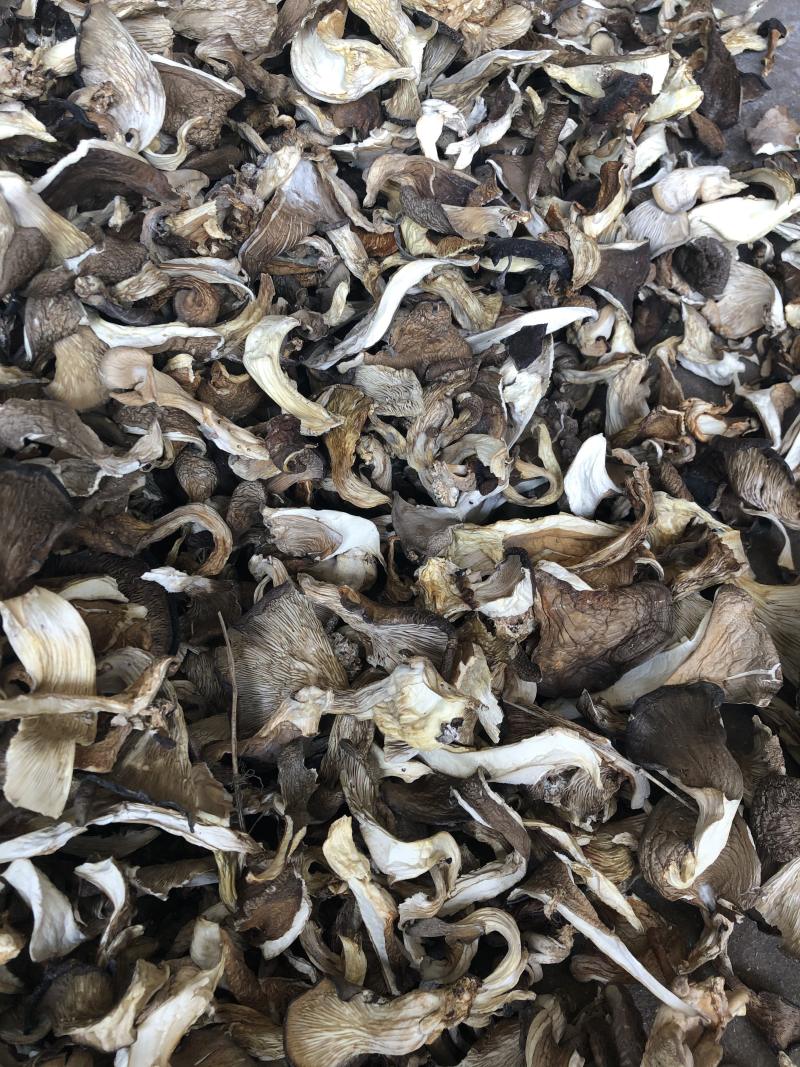 干平菇平菇条云南食用菌批发平菇菌