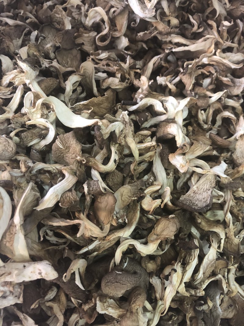 干平菇平菇条云南食用菌批发平菇菌