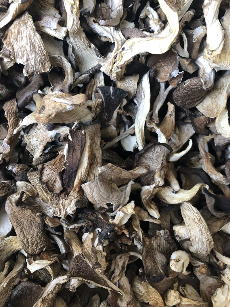 干平菇平菇条云南食用菌批发平菇菌