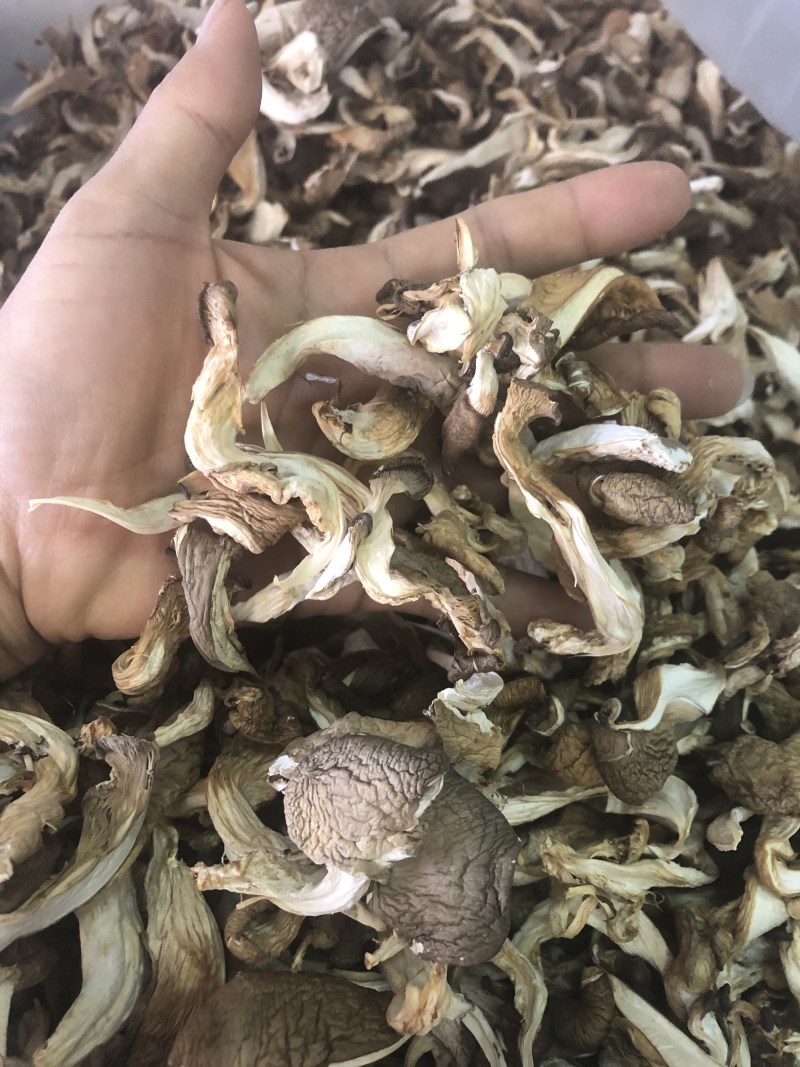 干平菇平菇条云南食用菌批发平菇菌