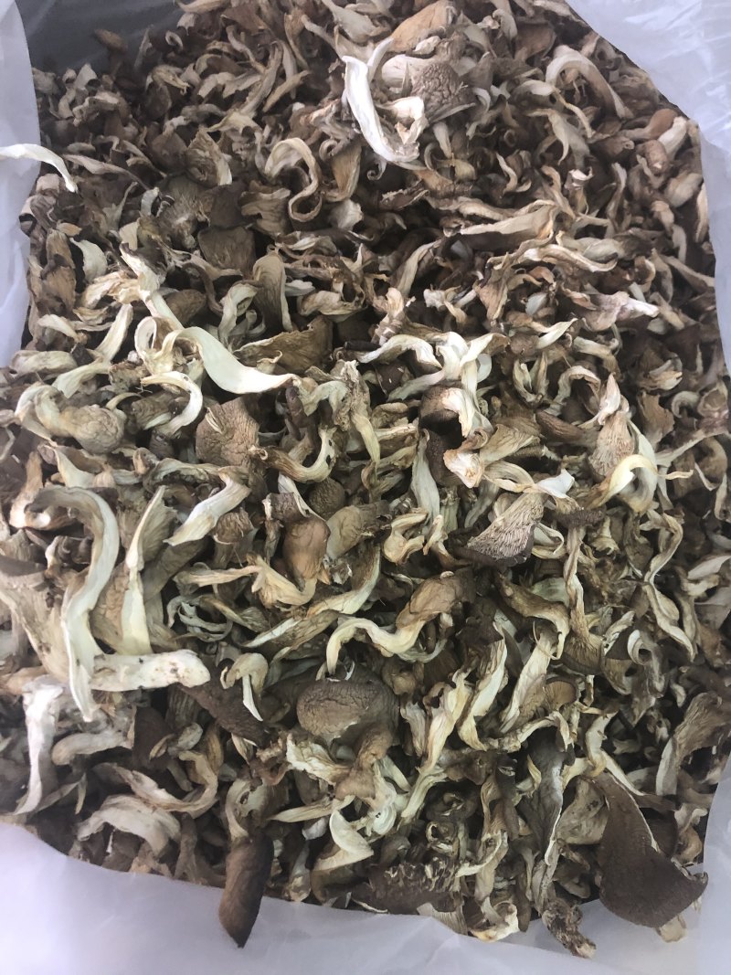 干平菇平菇条云南食用菌批发平菇菌