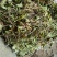 积雪草，雷公根，新货颜色漂亮，量大优惠