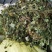 积雪草，雷公根，新货颜色漂亮，量大优惠