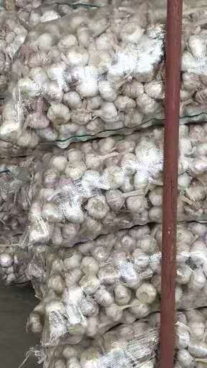 【推荐】金乡太空大蒜山东大蒜专业代收代发对接全国
