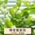 茉莉花盆栽白色重瓣茉莉室内客厅阳台花卉绿植浓香型花卉四季