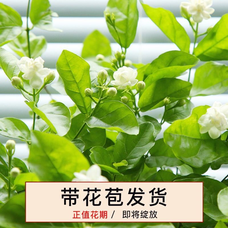 茉莉花盆栽白色重瓣茉莉室内客厅阳台花卉绿植浓香型花卉四季