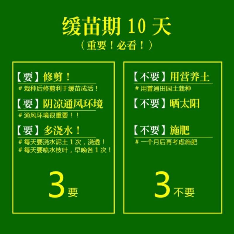 茉莉花盆栽白色重瓣茉莉室内客厅阳台花卉绿植浓香型花卉四季