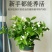 茉莉花盆栽白色重瓣茉莉室内客厅阳台花卉绿植浓香型花卉四季