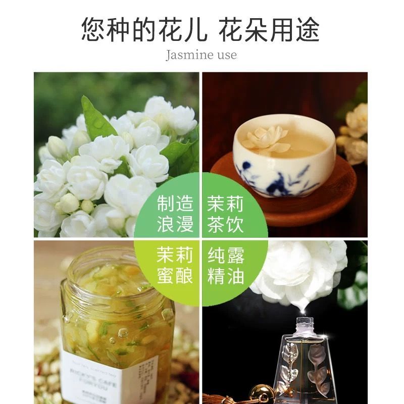 茉莉花盆栽白色重瓣茉莉室内客厅阳台花卉绿植浓香型花卉四季