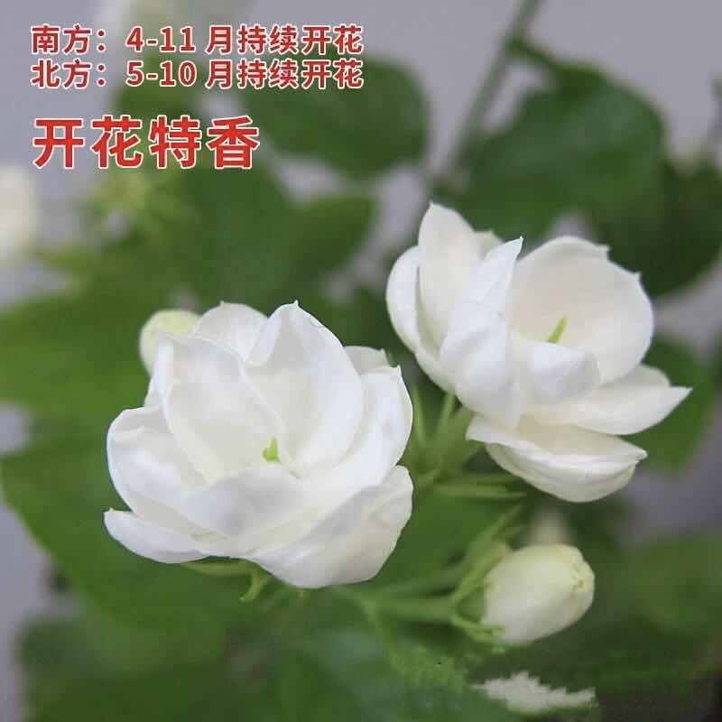 茉莉花盆栽白色重瓣茉莉室内客厅阳台花卉绿植浓香型花卉四季