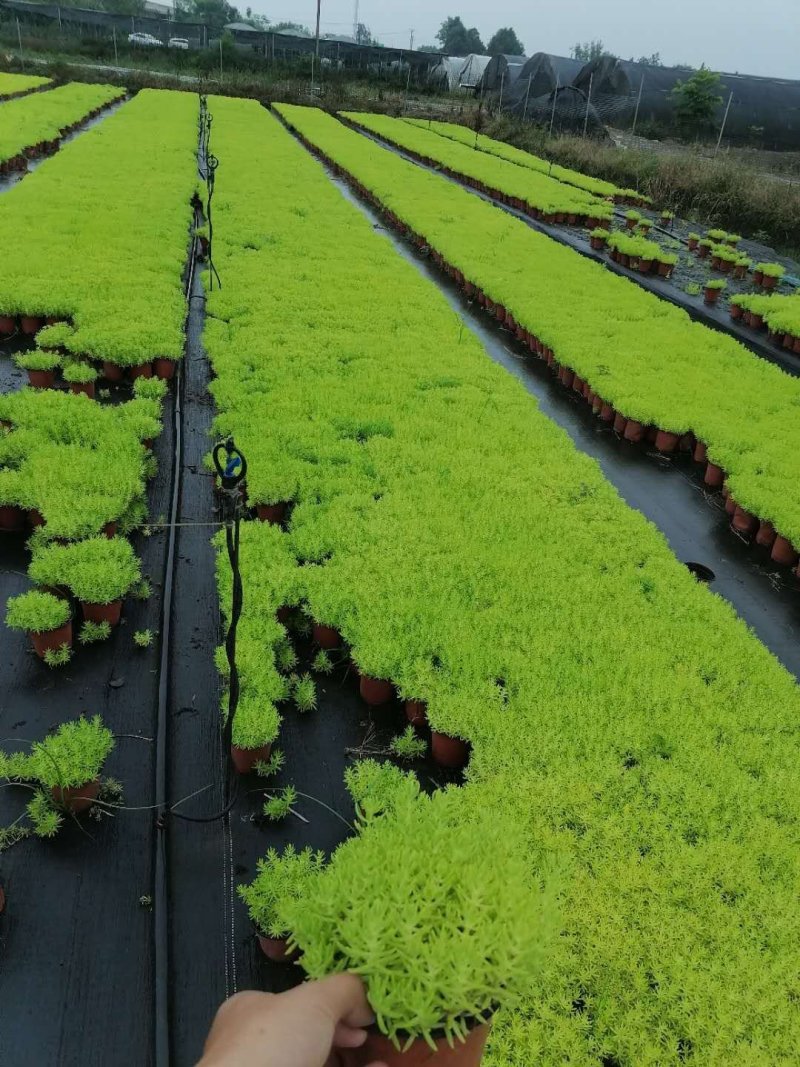 成都佛甲草，佛甲草基地。
