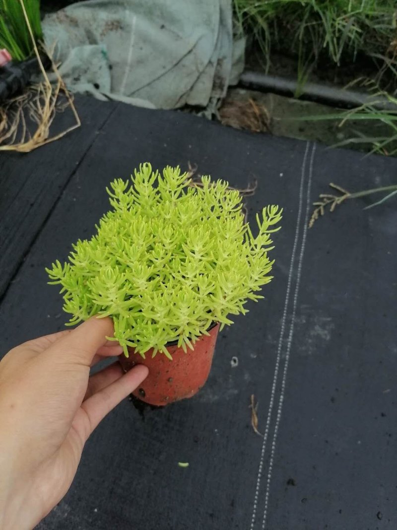 成都佛甲草，佛甲草基地。