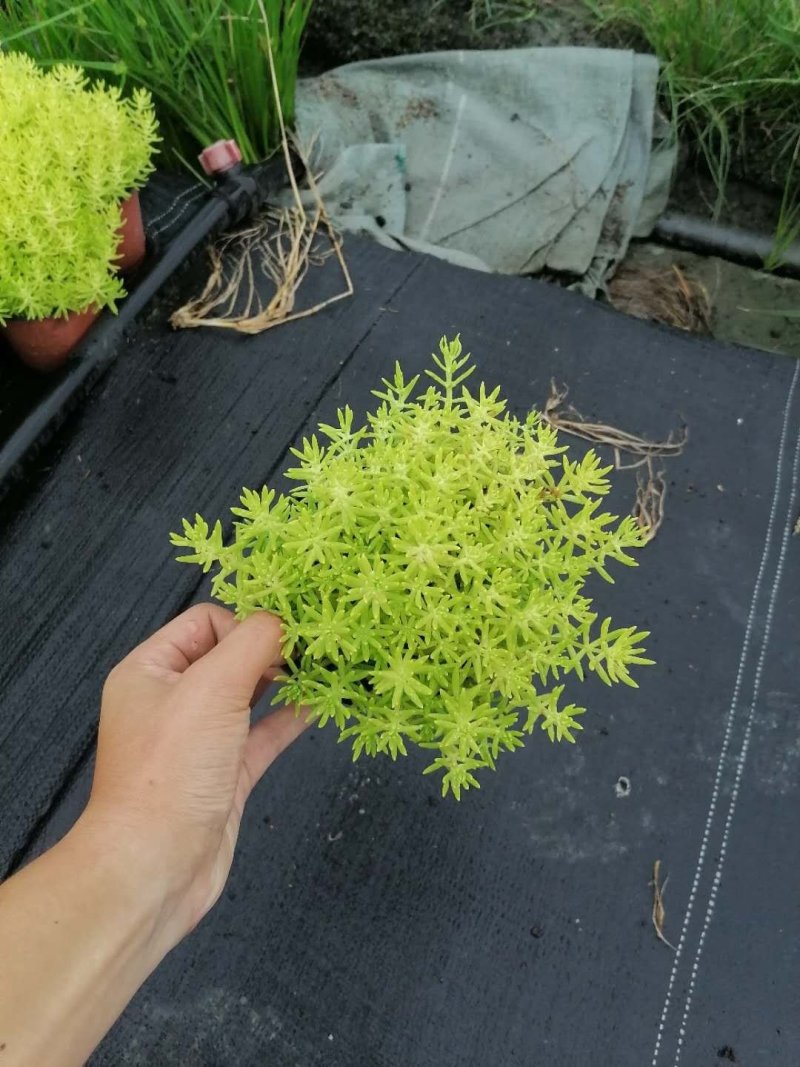 成都佛甲草，佛甲草基地。