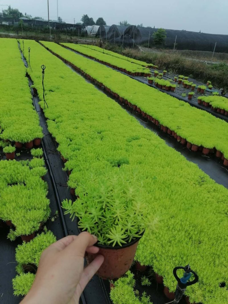 成都佛甲草，佛甲草基地。