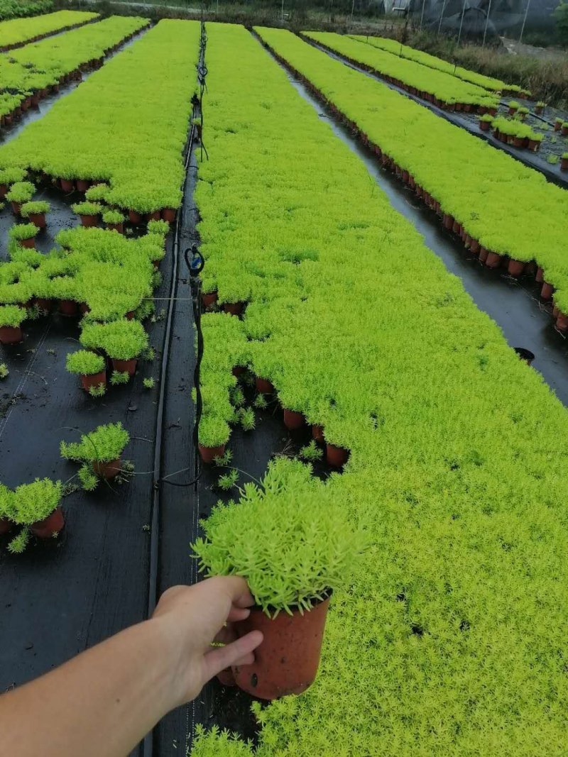 成都佛甲草，佛甲草基地。